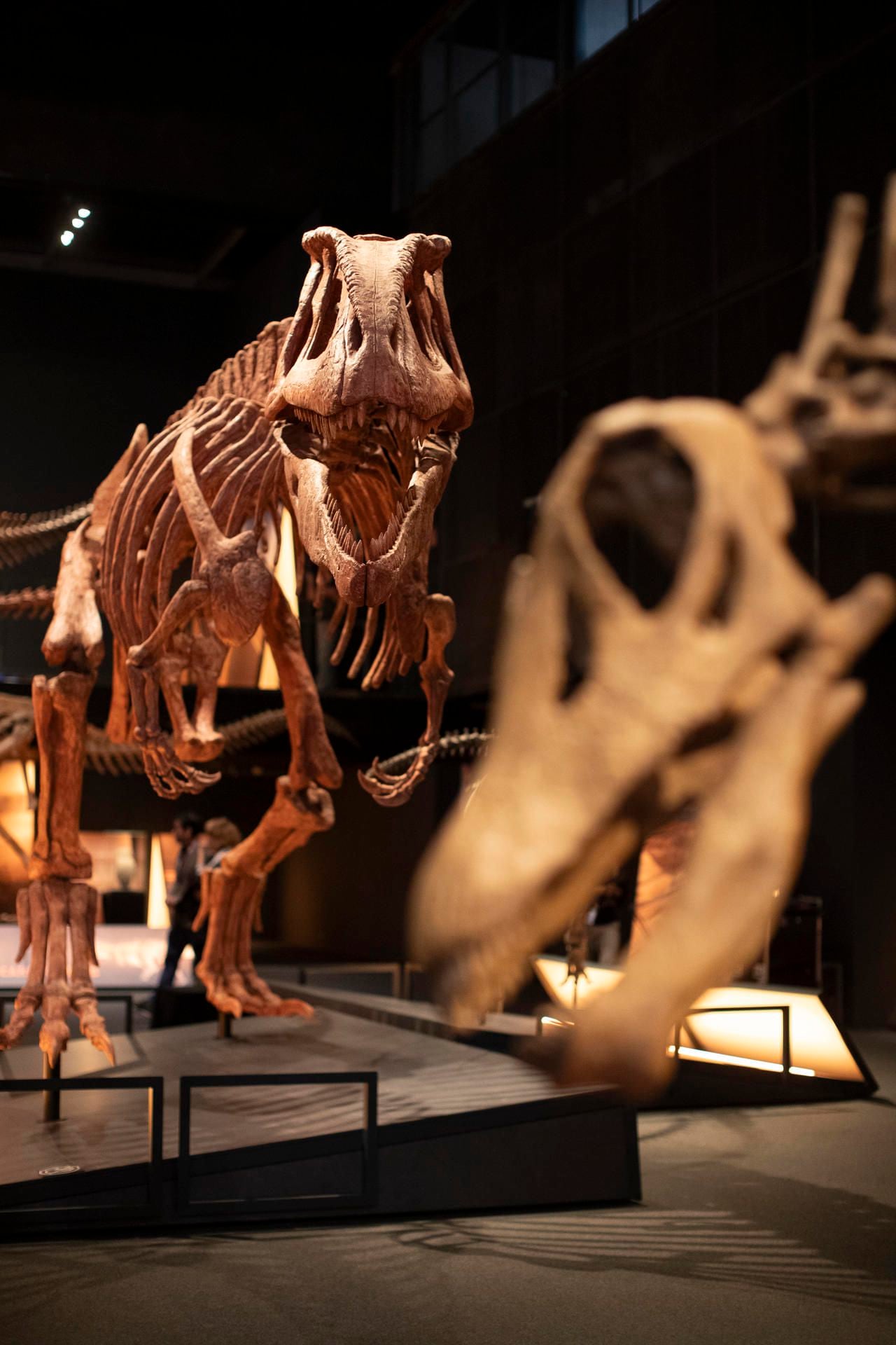 Museo de Barcelona exhibe réplica de dinosaurio de la Patagonia