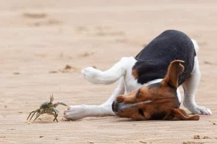 Un perrito encuentra un compañero de baile en las arenas de San Carlos.