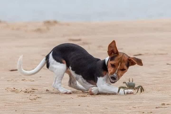 Un perrito explorador descubre las maravillas del océano con un pequeño cangrejo.