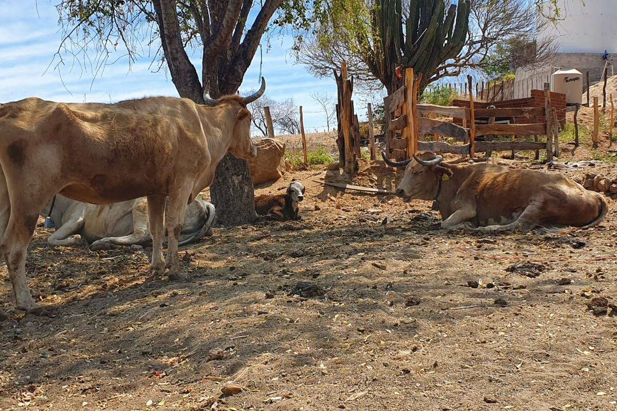 Prolongada sequía “castiga” a ganaderos de la región del Mayo