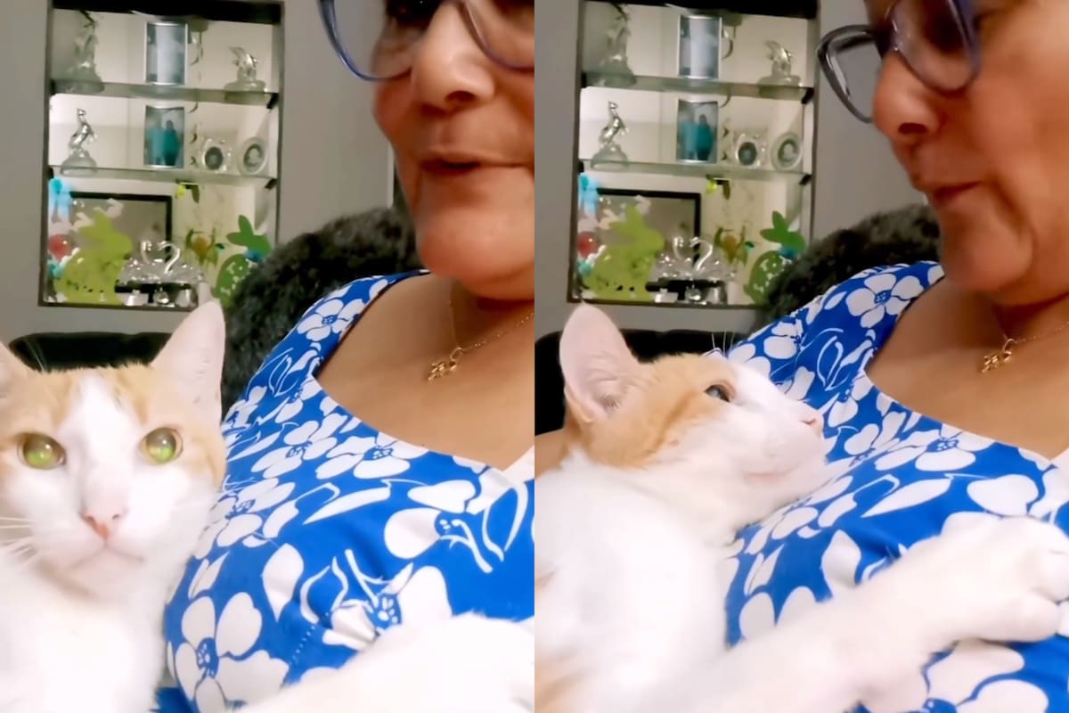Una señora se viraliza por cantarle a su gato ciego mientras este se deja arrullar por ella