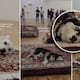 Polémica en el Museo Tamayo por exposición con perros “muertos”