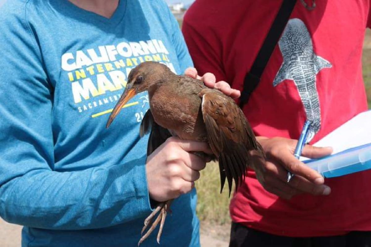 Protegen ave en peligro de extinción mediante proyecto binacional