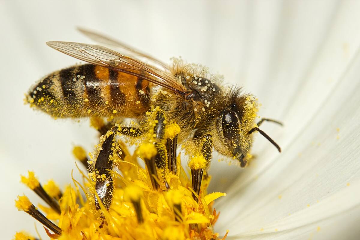 Por qué son tan importantes las abejas para humanidad