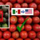 Quita EU restricción al tomate mexicano tras 4 años, pero ahora suspenden al aguacate