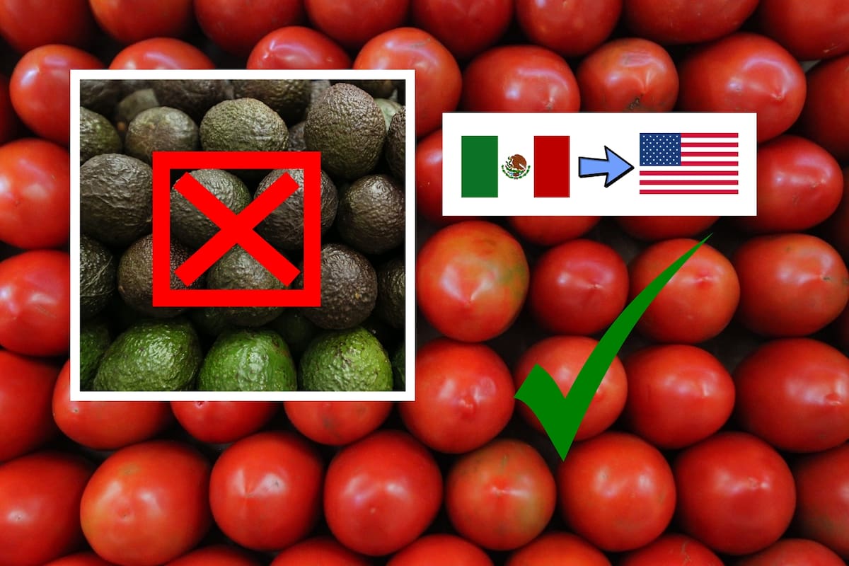 Quita EU restricción al tomate mexicano tras 4 años, pero ahora suspenden al aguacate
