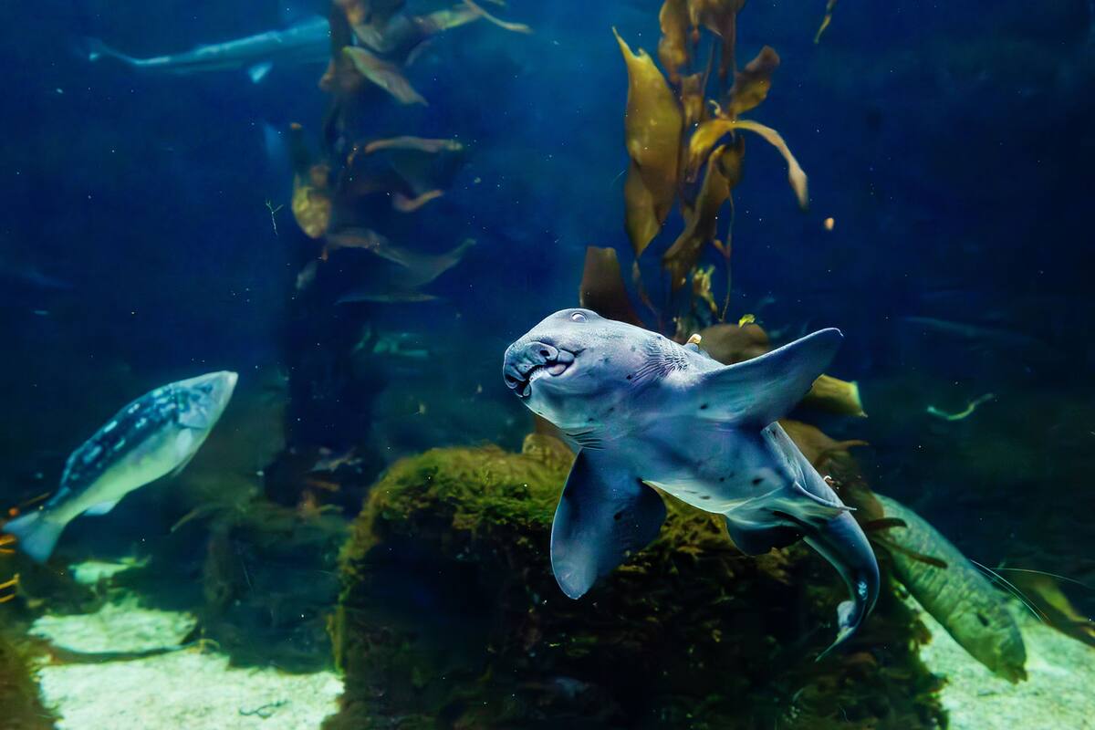 Shark Summer, toda una experiencia en Birch Aquarium de La Jolla
