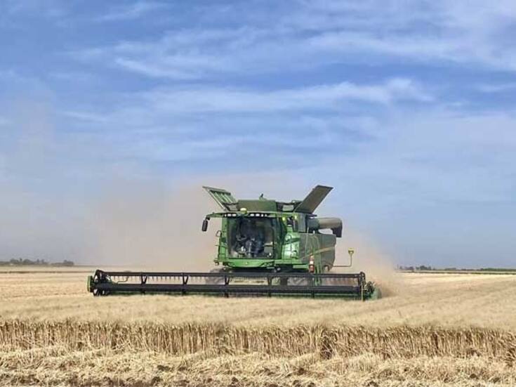 Cierra la cosecha de trigo con bajo rendimiento en VY
