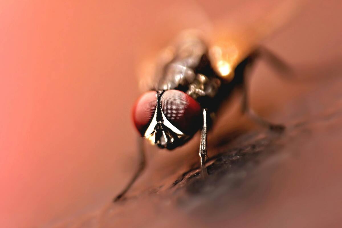 ¿Por qué es tan difícil atrapar a una mosca? CurioCiencia lo explica