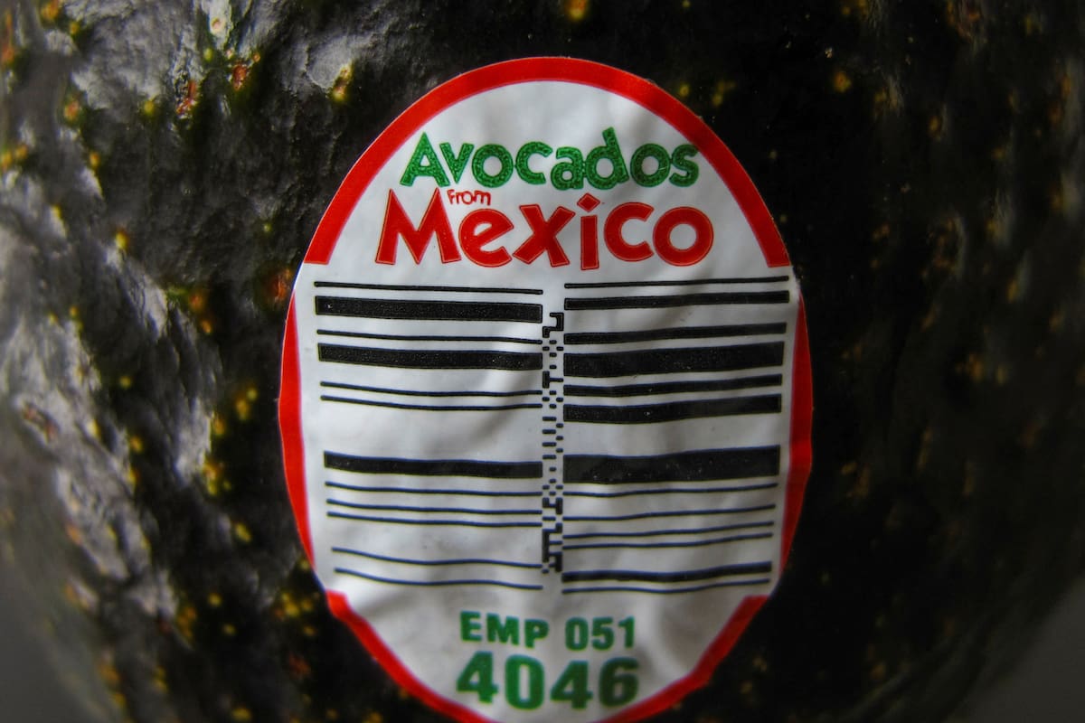 Estados Unidos planea reanudar pronto la inspección de aguacates y mangos de Michoacán: Reuters