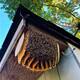 Piden no destruir panales de abejas