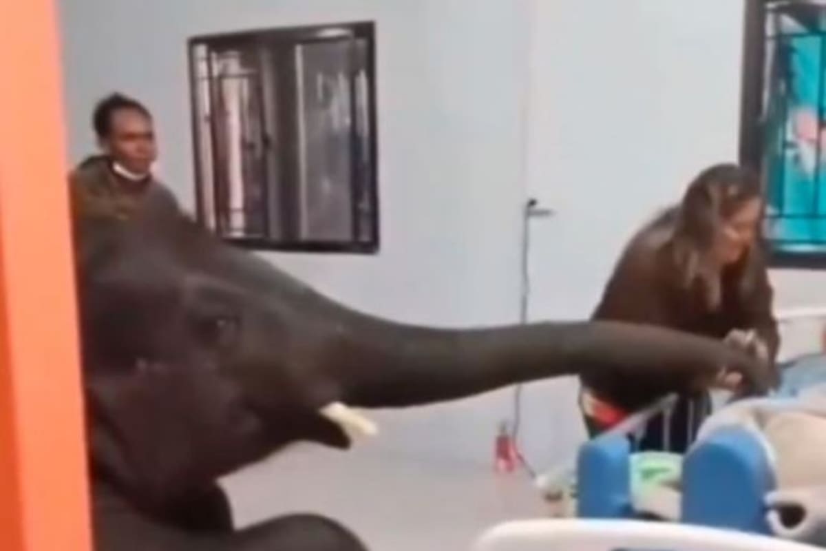 VIDEO:  Llevan a elefante a visitar a su cuidador al hospital y tienen un emotivo encuentro 