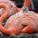 Nacen 8 flamingos en SeaWorld San Diego