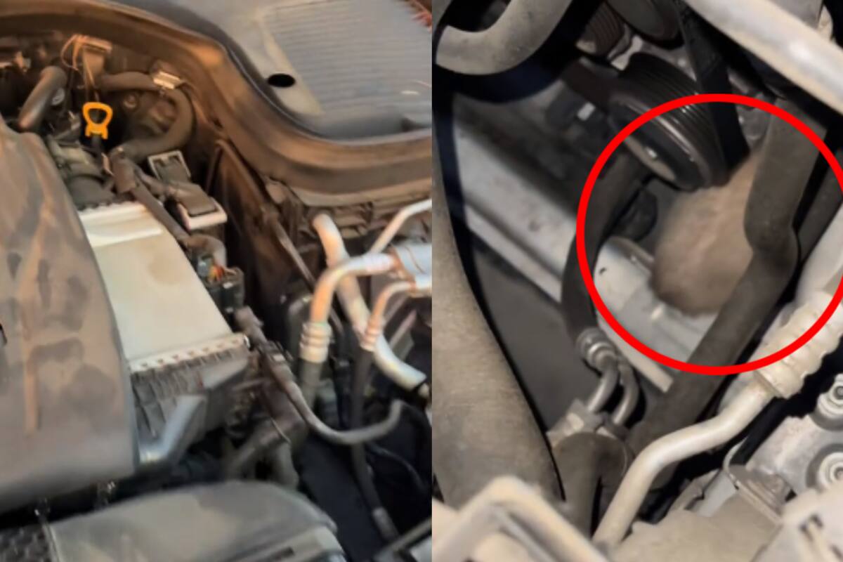 VIDEO | ¡Mujer encuentra a un gatito atrapado en el motor de su coche!