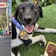 Hombre en maratón carga perro atropellado pero lo abandona, ahora no encuentran al perrito para ayudarlo