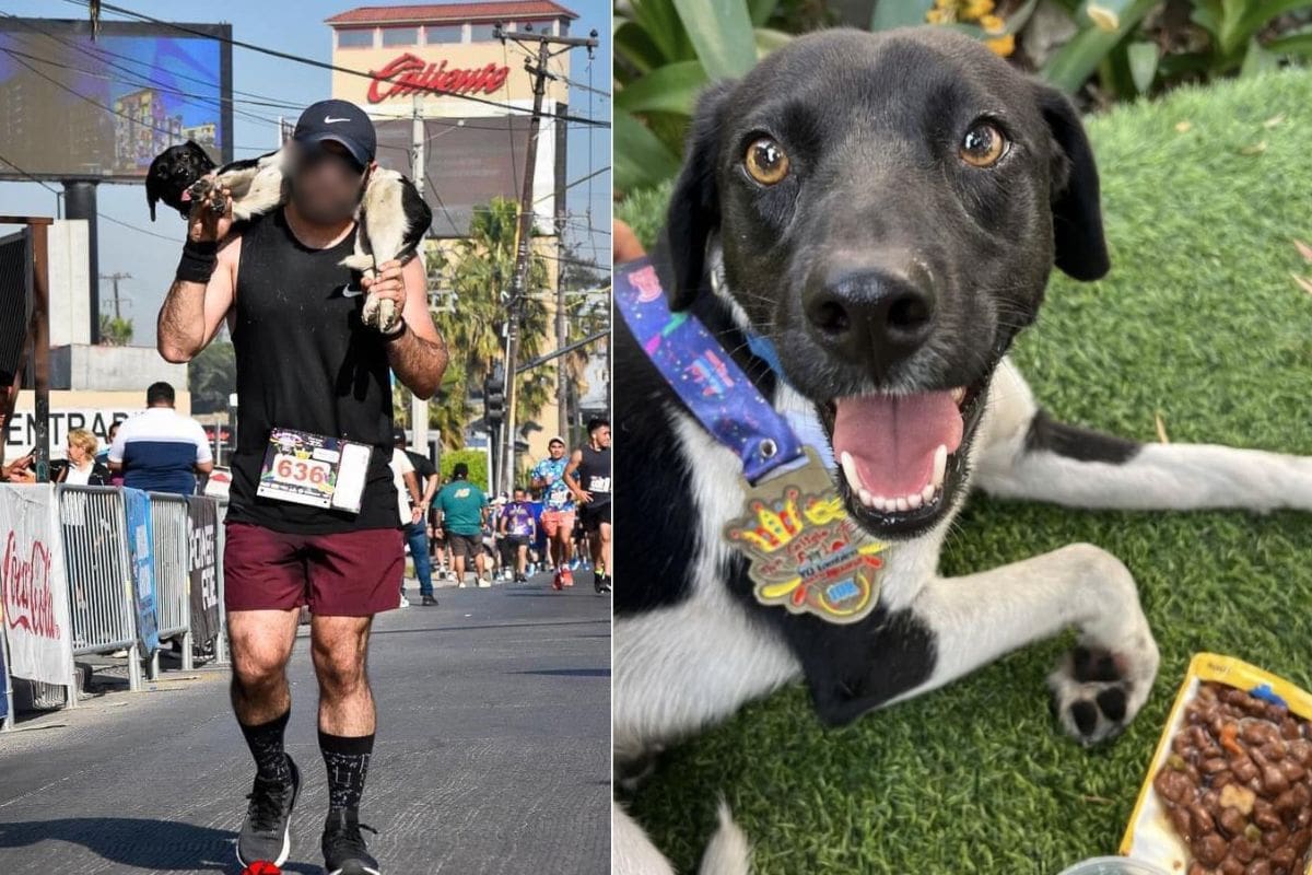 Hombre en maratón carga perro atropellado pero lo abandona, ahora no encuentran al perrito para ayudarlo