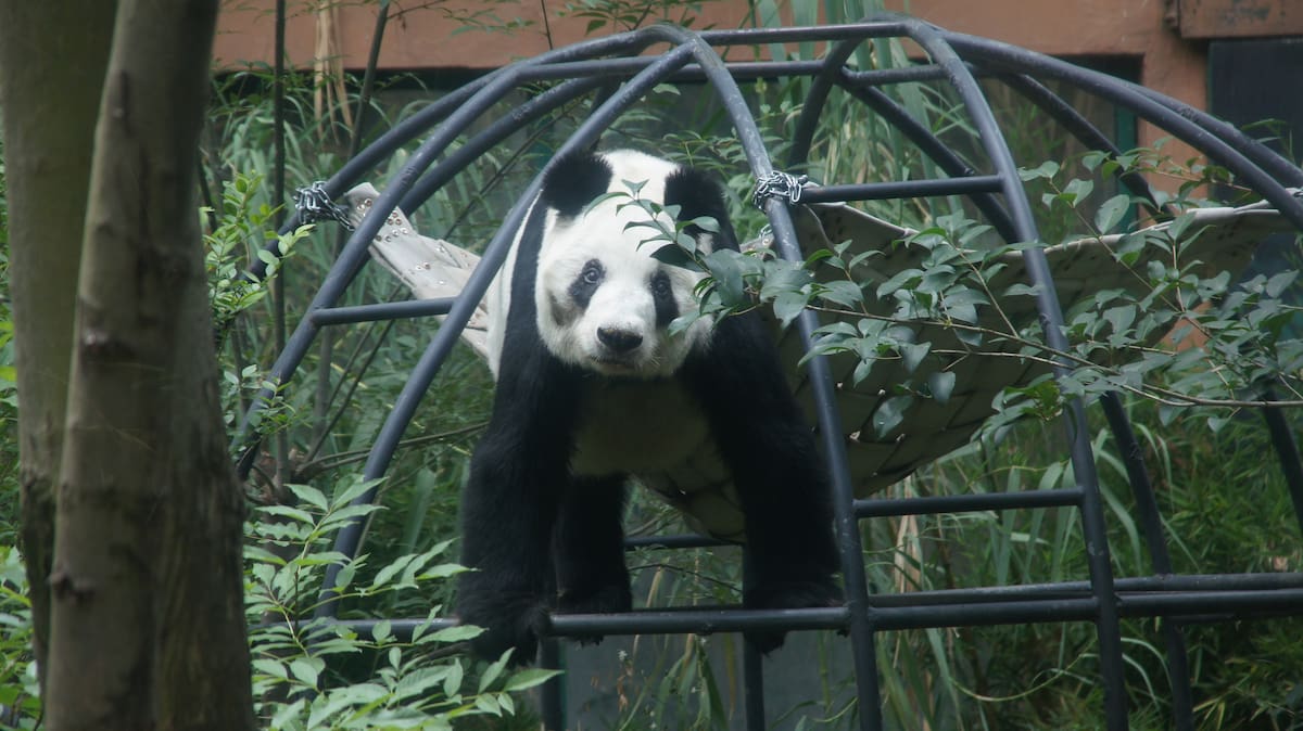 Xin Xin en el Zoológico de Chapultepec: Xin Xin, la única panda gigante en el mundo que no pertenece a China, vive en el Zoológico de Chapultepec en la Ciudad de México. Nació el 1 de julio de 1990 y es una figura emblemática del programa de conservación del zoológico.