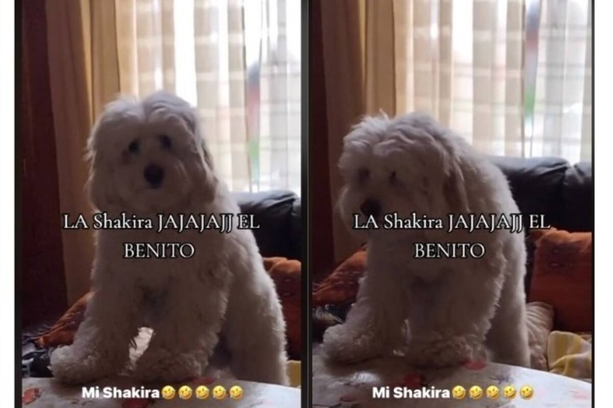 Perrito baila como Shakira