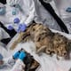 Hallan un lobo prehistórico de 44 mil años en Rusia y le realizan una necropsia reveladora