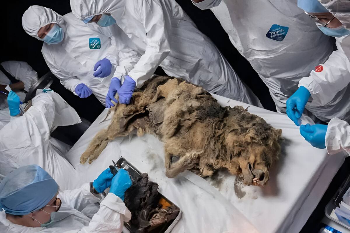 Hallan un lobo prehistórico de 44 mil años en Rusia y le realizan una necropsia reveladora