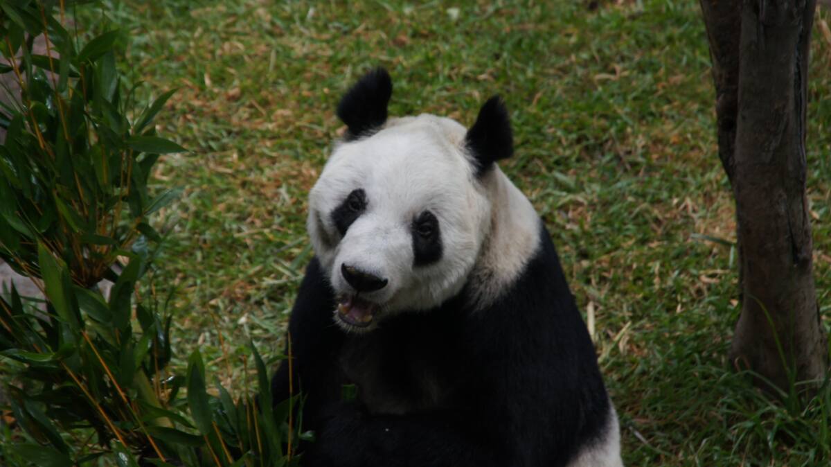 Inseminación artificial anual: Xin Xin es inseminada artificialmente cada año con esperma del panda chino Ling-Ling, como parte del esfuerzo continuo para criar pandas en México.