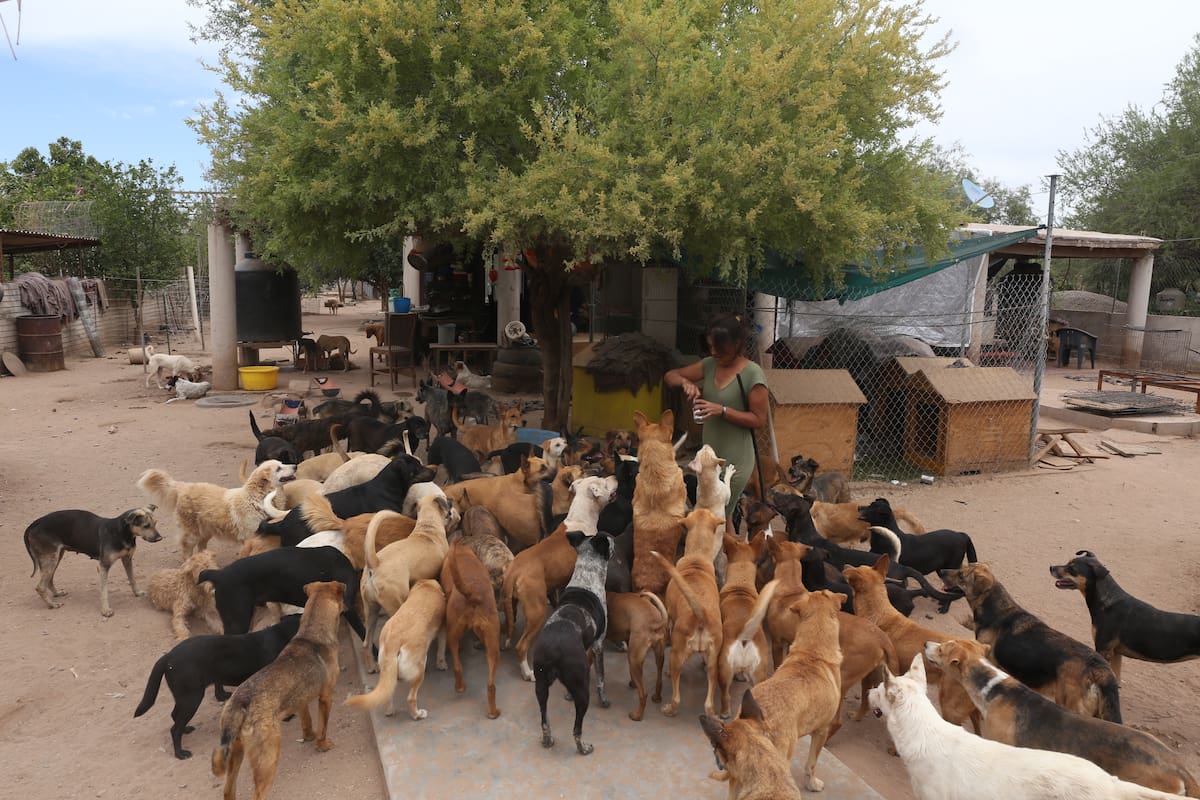 Para Damaris Acosta el apoyo de los ciudadanos es fundamental para poder alimentar a los más de 180 perros que hay en su refugio. FOTO: BANCO DIGITAL