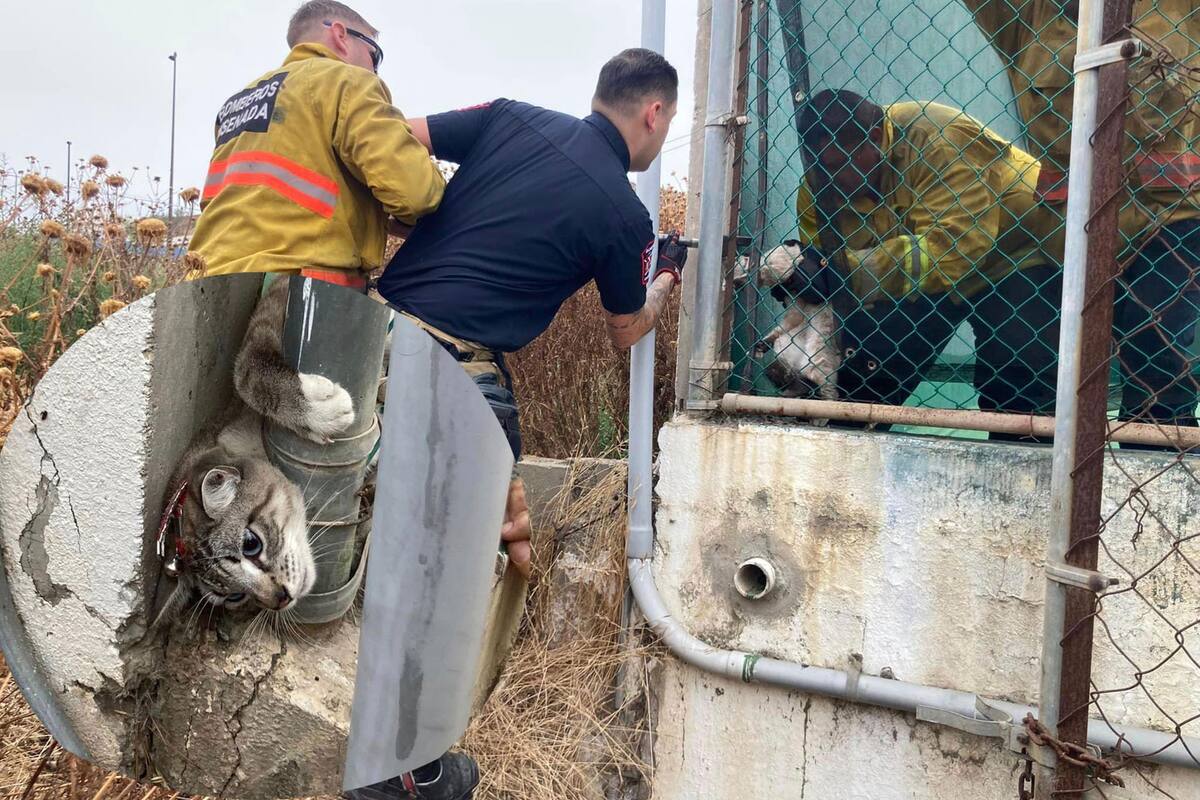 Bomberos rescatan a gato atrapado en cancha de tenis de Ensenada