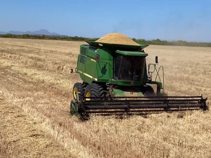 ¿Y los apoyos? Productores de Sonora logran colocar solo 50% del trigo