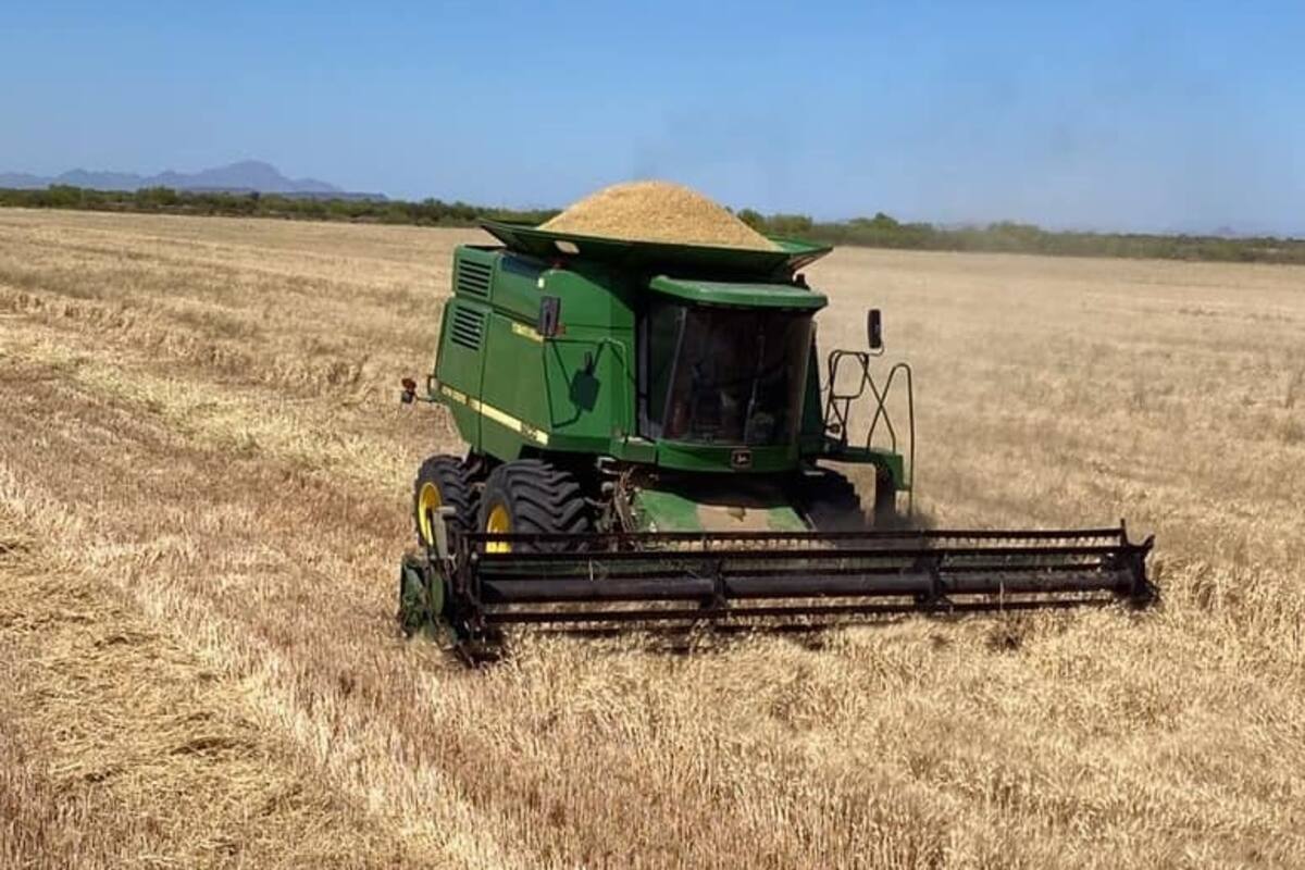 ¿Y los apoyos? Productores de Sonora logran colocar solo 50% del trigo
