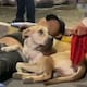 VIDEO: Perrito no abandona a su dueño atropellado en la Ciudad de México