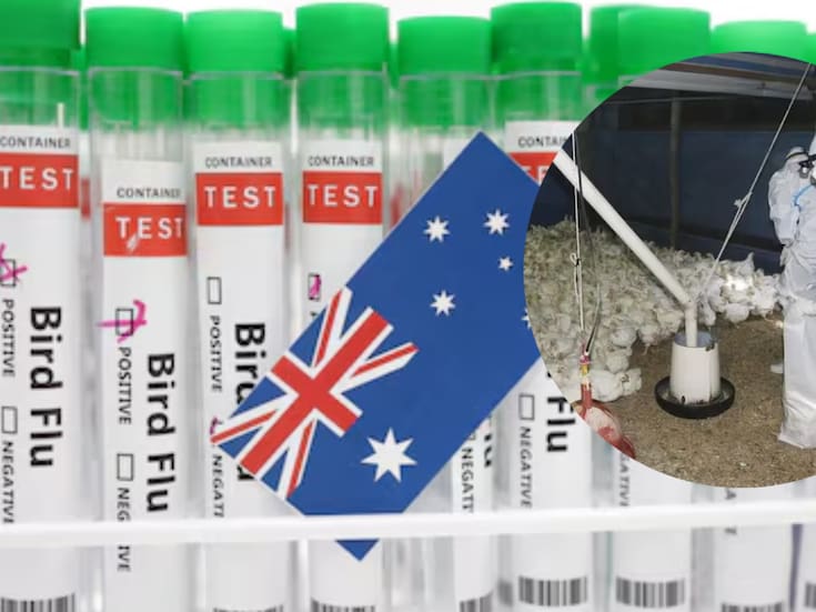 OMS informa primer caso de gripe aviar en Australia; es un niño