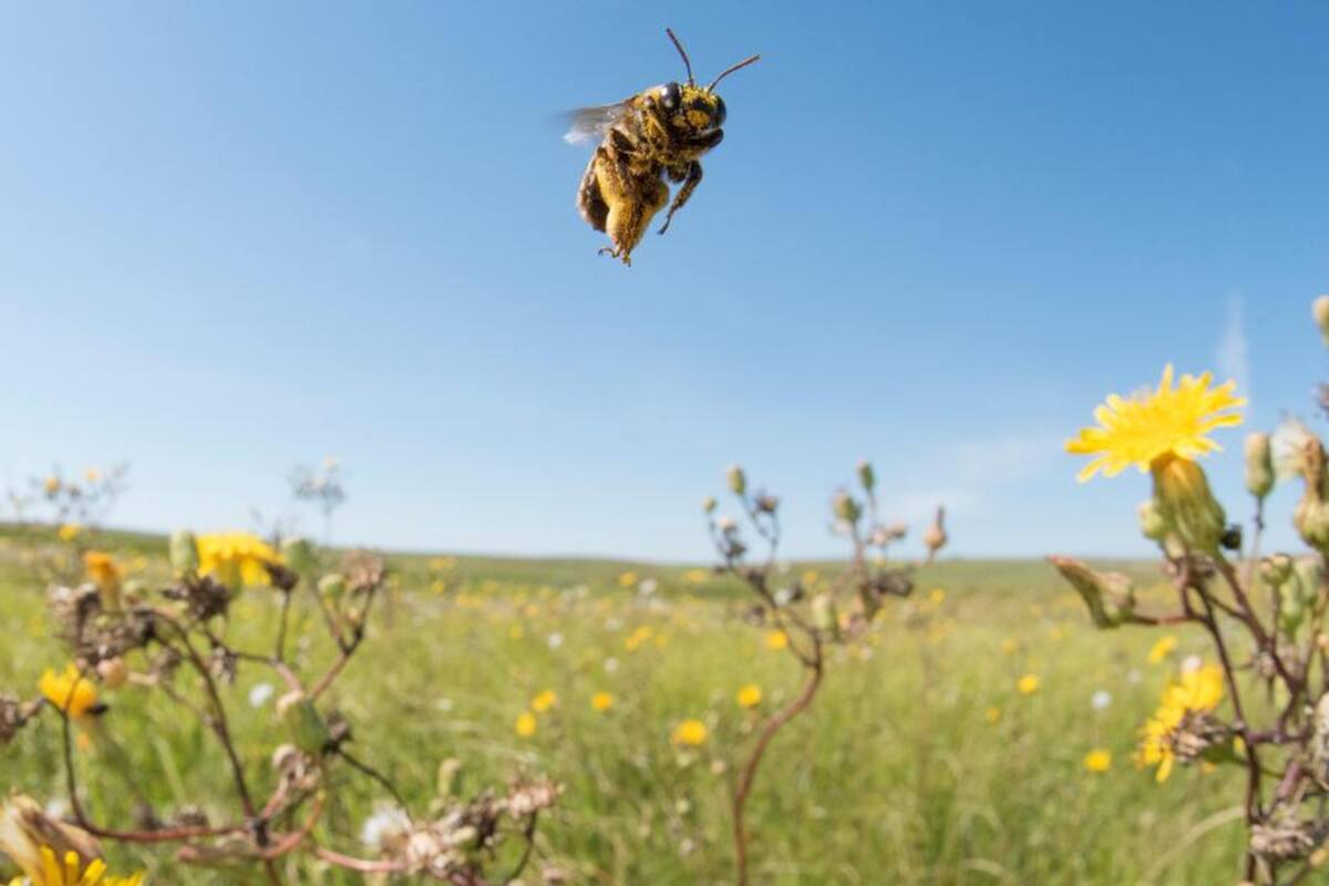 ¿Qué pasaría si desaparecen las abejas? 