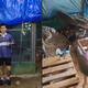 VIDEO: Hombre se viraliza por crear “arca de Noé” para proteger a sus animales del huracán Beryl