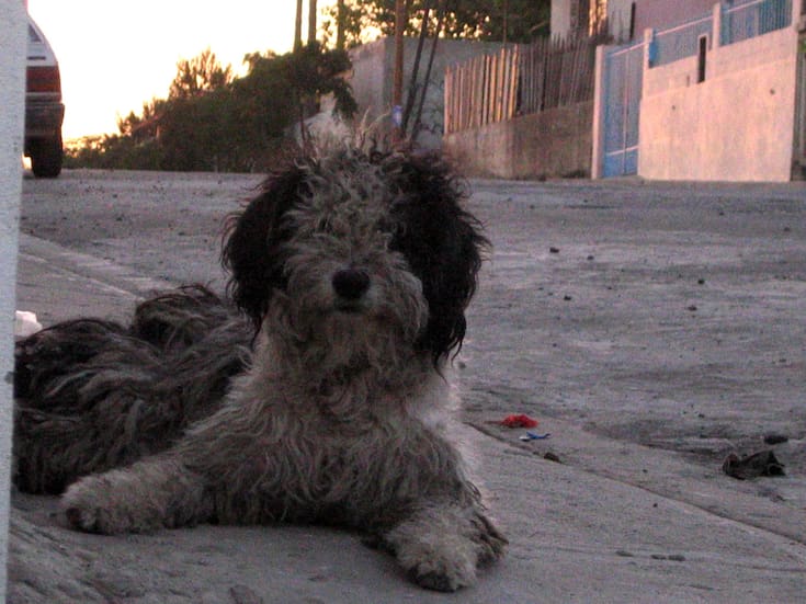 Aumentan en verano casos de deshidratación de perros callejeros: Rescatista