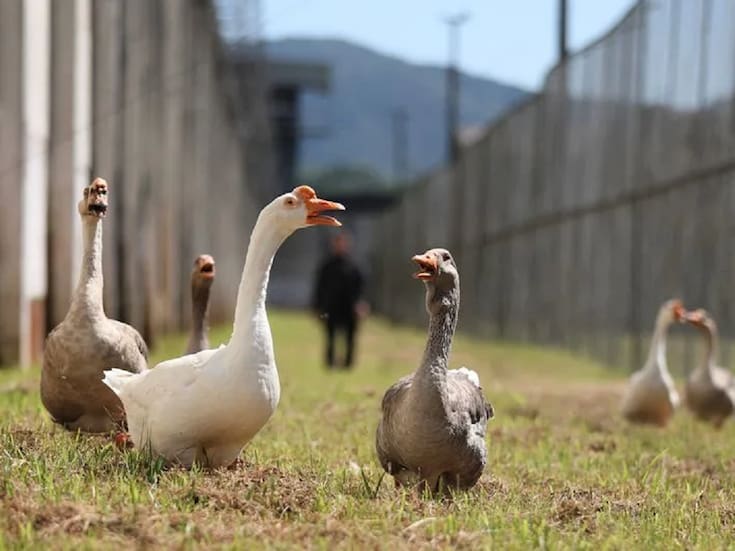 Esta cárcel brasileña cambió a sus perros guardianes por gansos; está es la razón