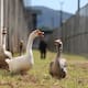 Esta cárcel brasileña cambió a sus perros guardianes por gansos; está es la razón