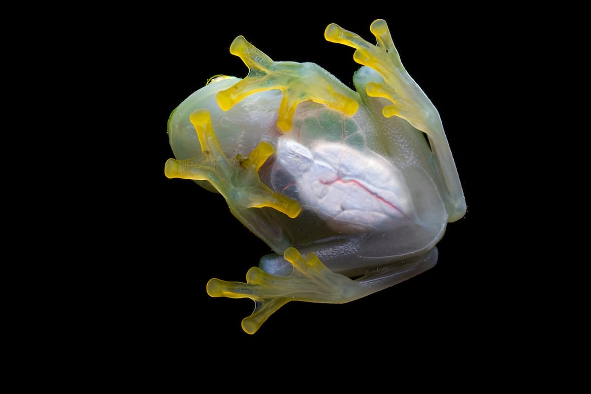 ¿Sabías que la rana de cristal puede sobrevivir congelada? 