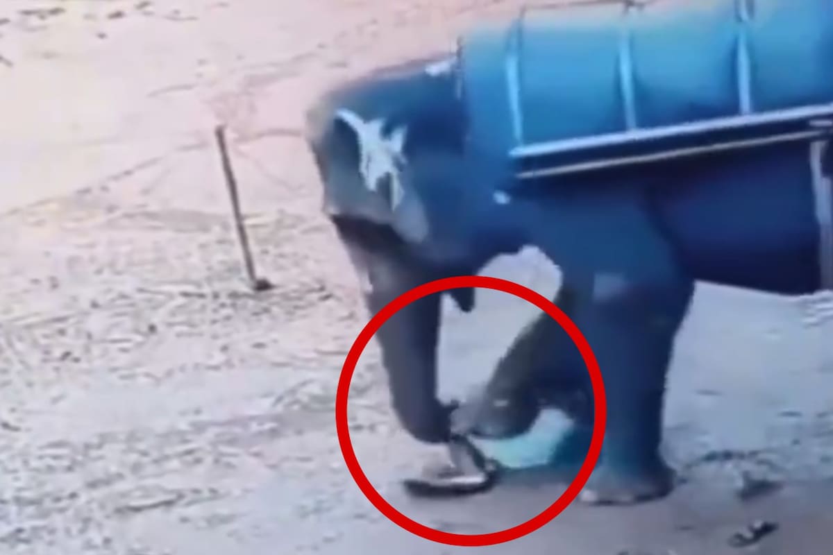 VIDEO: Elefante furioso aplasta a entrenador 