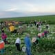Con altas y bajas concluye ciclo de hortalizas en el Valle del Yaqui