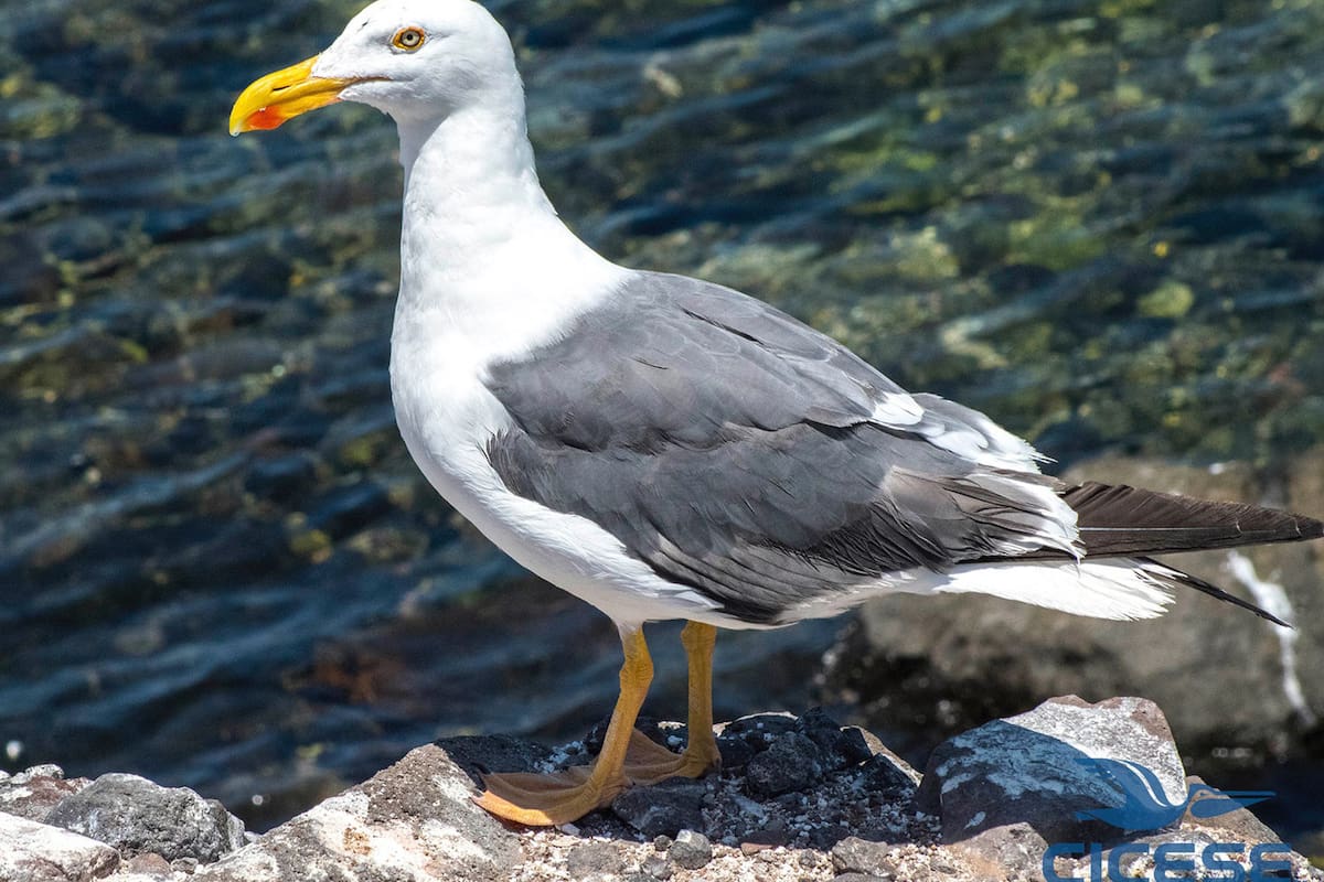 Investigadores estudian aves marinas en islas mexicanas  