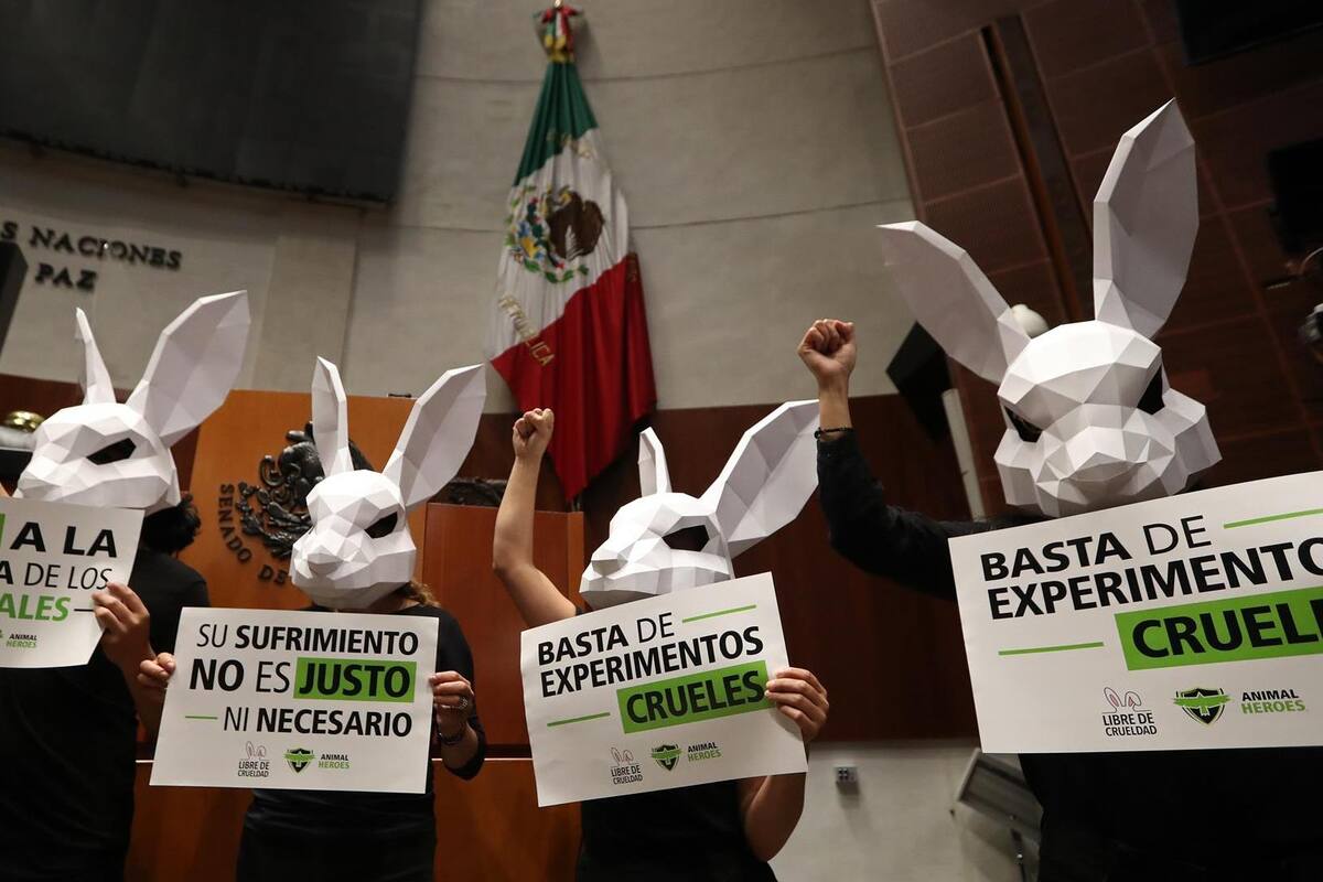 Prohíbe México pruebas cosméticas en animales, se castigarán con hasta 14 años de cárcel