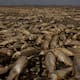 Sequía causa mortandad de peces en laguna de Chihuahua