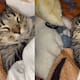 Gato se vuelve viral en redes sociales por su curiosa manera de roncar mientras duerme | TikTok