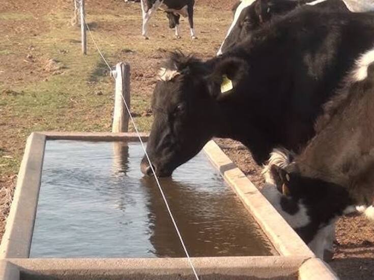 Con agua “prestada” sobreviven ganaderos del Valle del Yaqui