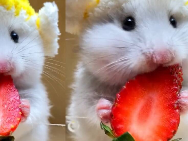 Se viraliza un tierno hamster comiendo fresas en Tiktok
