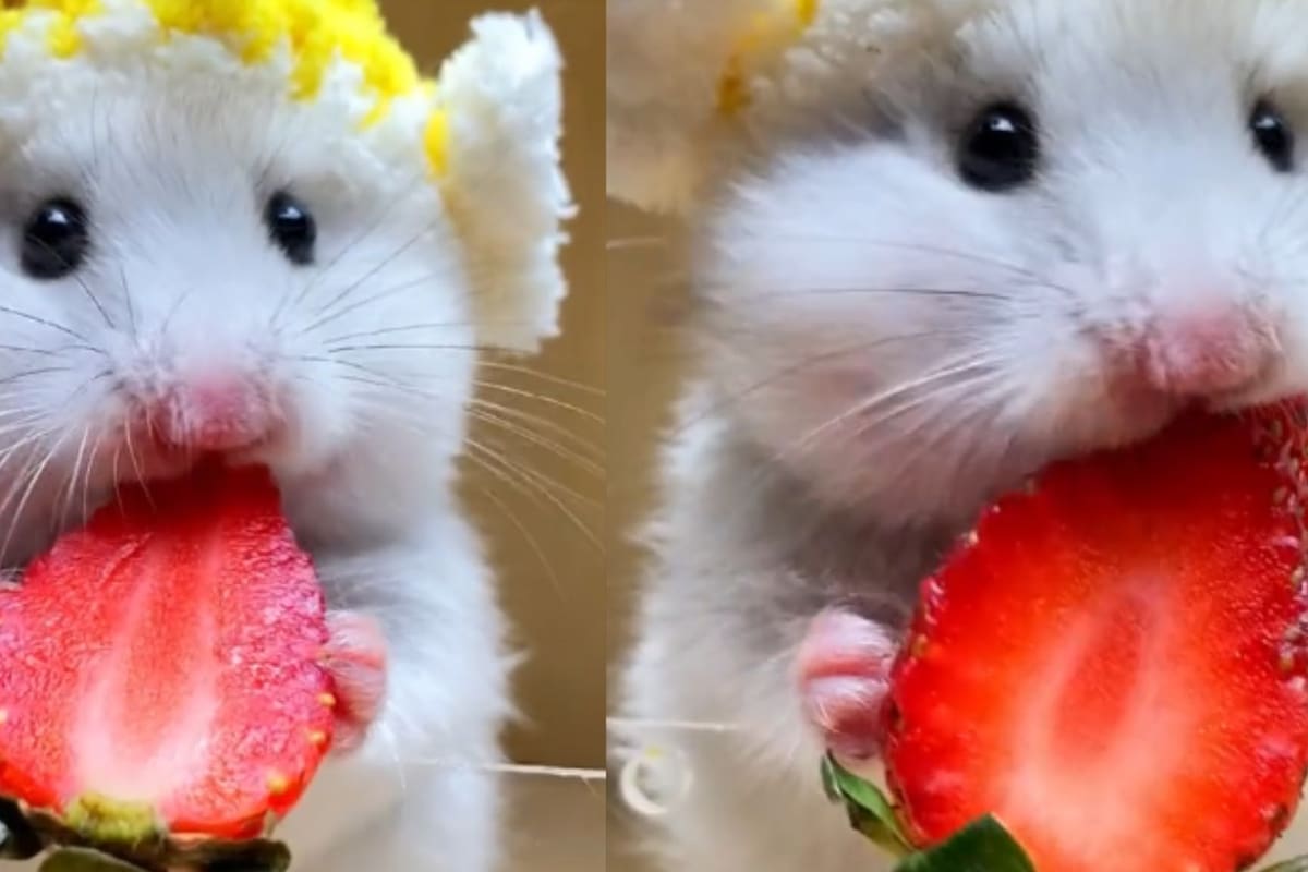 Se viraliza un tierno hamster comiendo fresas en Tiktok