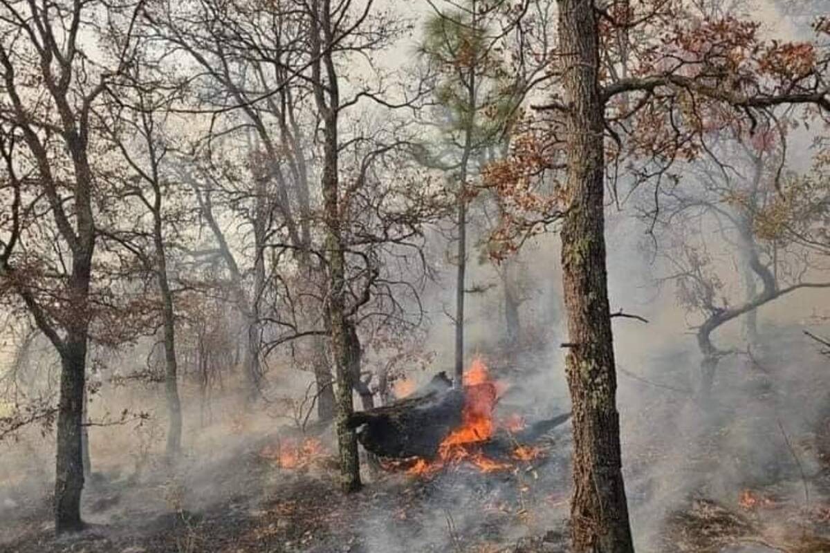 Espera Protección Civil Sonora sofocar en 2 días el incendio forestal de Yécora