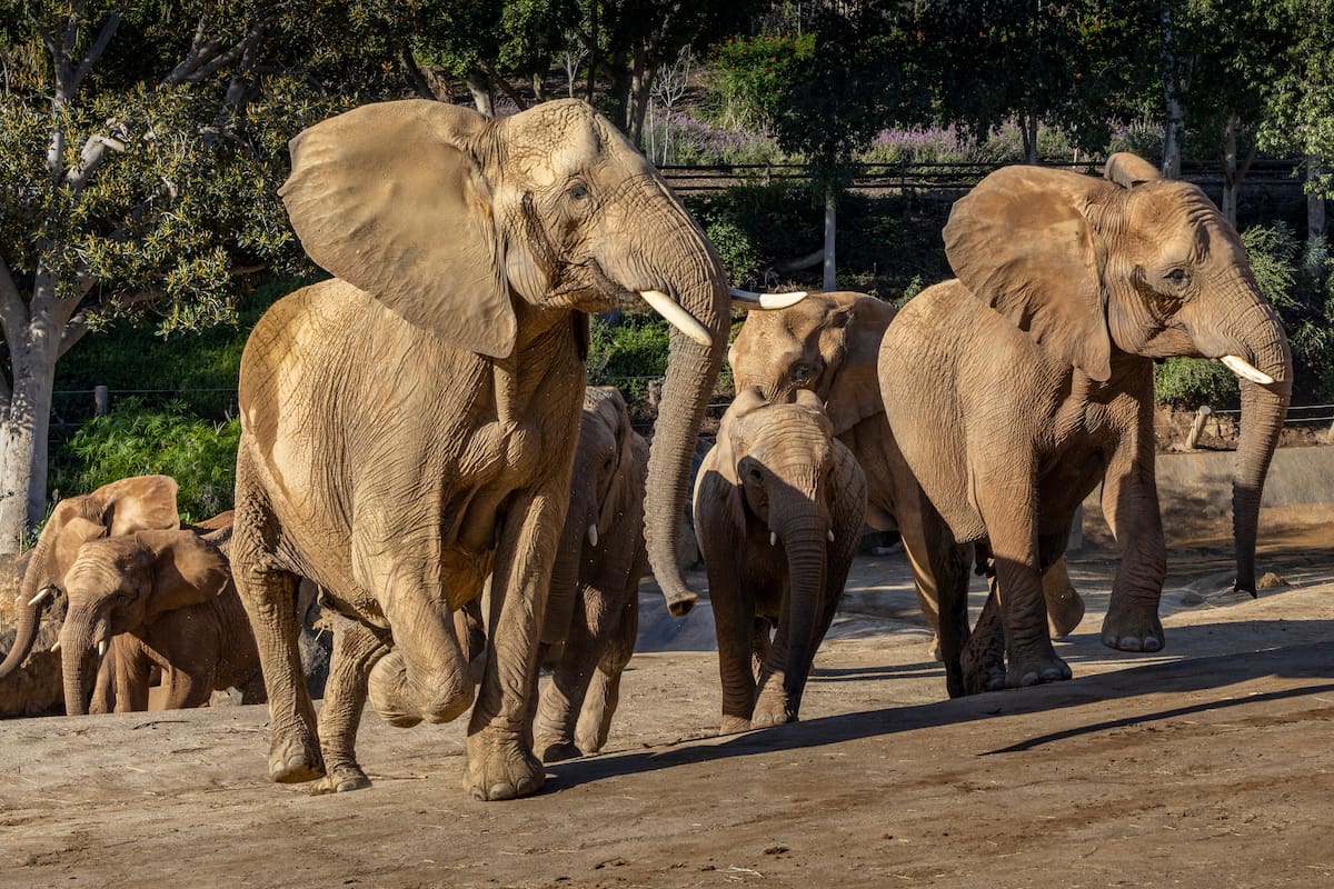 San Diego Zoo Safari Park anuncia “Elephant Valley”