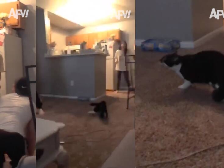 VIDEO | ¡Hombre asusta en broma a una mujer y el gato de ella sale a defenderla!