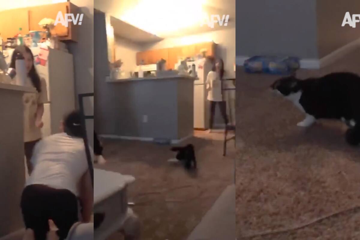 VIDEO | ¡Hombre asusta en broma a una mujer y el gato de ella sale a defenderla!
